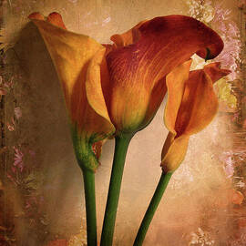 Vintage Calla Lily by Jessica Jenney