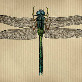 Vintage Dragonfly Tinted Engraving by Flo Karp