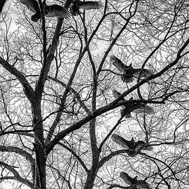 Seven Vultures by Louis Dallara