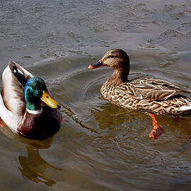 Wading Ducks by Rona Black