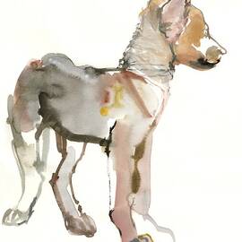Waggle Arabian Wolf Pup by Mark Adlington
