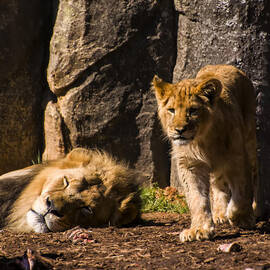 Waiting to be King by Flees Photos