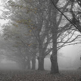 Walk with me - Chestnut Trees in Fog by Georgia Clare