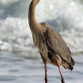 Walking The Beach by Adam Jewell
