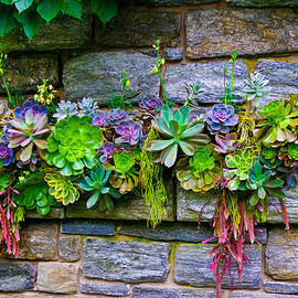 Wall of Plants by Louis Dallara