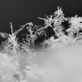 Waltz of the Snowflakes by Rona Black