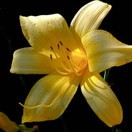 Warm Glow by Rona Black