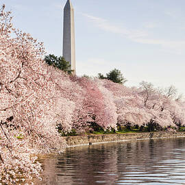 Washington Dc Cherry Blossoms And by Ogphoto