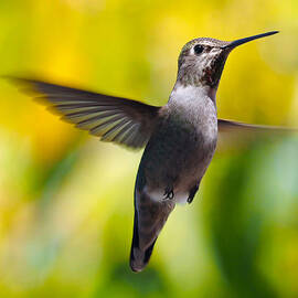 Watching You by Joe Schofield