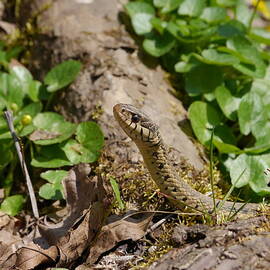 Watching You Watching Me by Richard Reeve