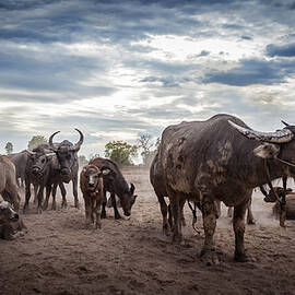 Water Buffalos by Www.sergiodiaz