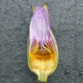 Water Lily Flower Cross Section by Richard Reeve