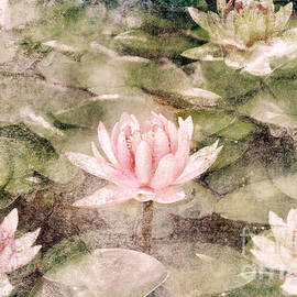 Water Lily in lake by Jelena Jovanovic