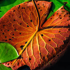 Water Lily Pad by Louis Dallara