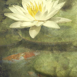 Water Lily by Scott Norris