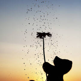 Watering a flower by Tim Gainey