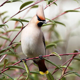 Waxwing by Grant Glendinning