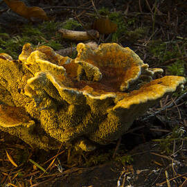 Well Lit Fungi by Jean Noren