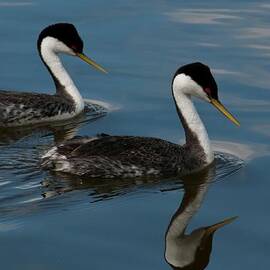 Western Grebe with Reflection by Cascade Colors