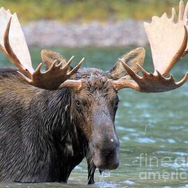 Wet And Hungry by Adam Jewell