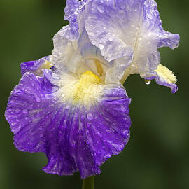 Wet Bearded Iris by Susan Candelario
