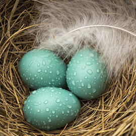 Wet Trio of Robins Eggs by Jean Noren