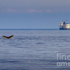 Whale Tail at Sunset in Alaska by Darcy Michaelchuk