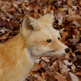 What does the Fox say? by Richard Reeve