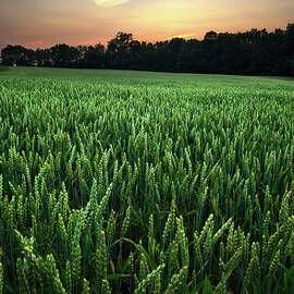 Wheat Field At Sunset by Thedman