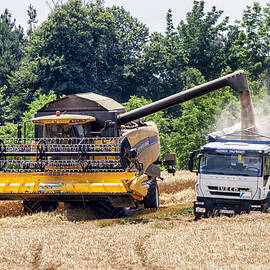 Wheat Harvest by Georgia Clare
