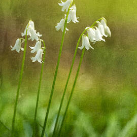 White Bells by Mary Jo Allen