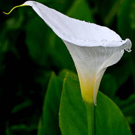 White Calla by Rona Black
