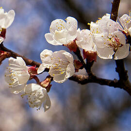 White Cherry Blossoms by Mary Lee Dereske