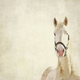White Horse by Angie Johnson