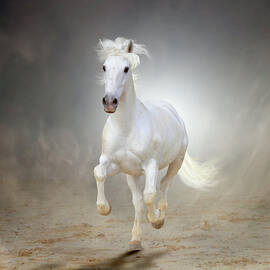 White Horse Galloping by Christiana Stawski
