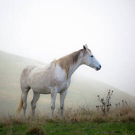 White Horse In The Fog by Moreiso