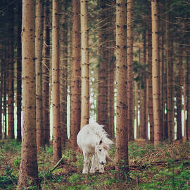 White Horse In The Wood by Julia Davila-lampe