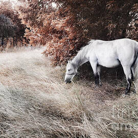 White horse on Pasture Fine art landscape by Jelena Jovanovic