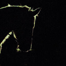 White Horse On Black Background by By Ana Gassent