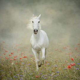 White Horse Running Through Poppies by Christiana Stawski