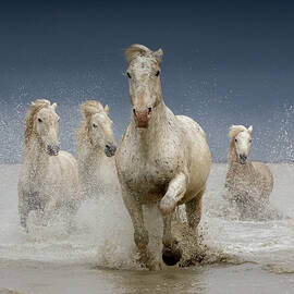 White Horses Of The Camargue On A by Images From Barbanna