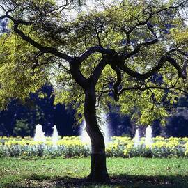 White House Grounds by Horst P. Horst