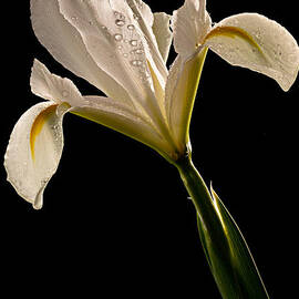 White Iris by Mary Jo Allen