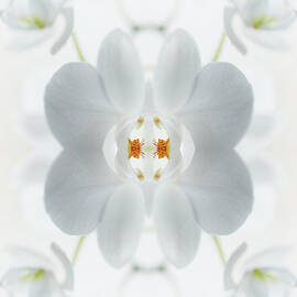 White Orchid Flower by Silvia Otte