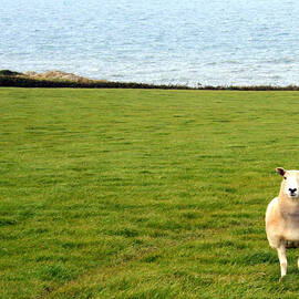 White sheep in a green field by the sea by Georgia Clare