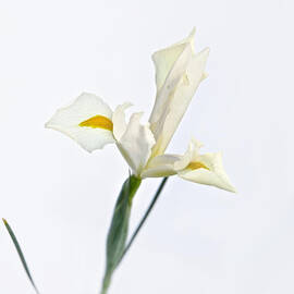 White Iris on White by Mary Lee Dereske