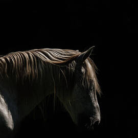 White Stallion - Black Background by Ryan Courson Photography