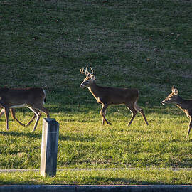 White Tailed buck and three does by Flees Photos