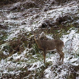 white tailed deer almost perfect camouflage  by Flees Photos