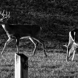 White tailed Deer by Flees Photos